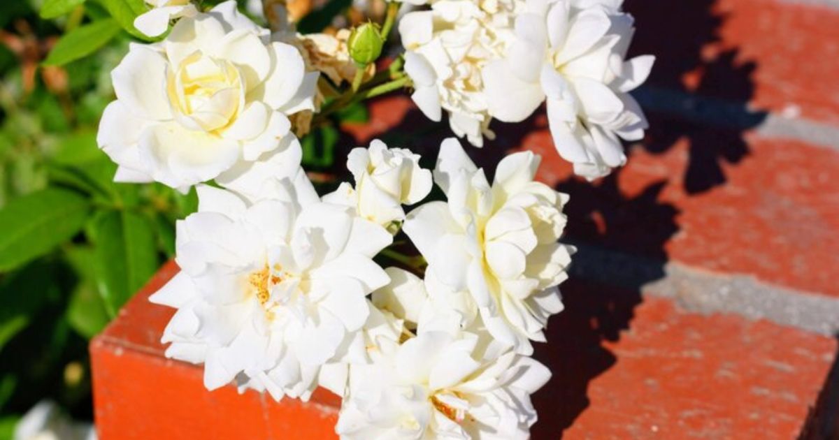 fragrant gardenia