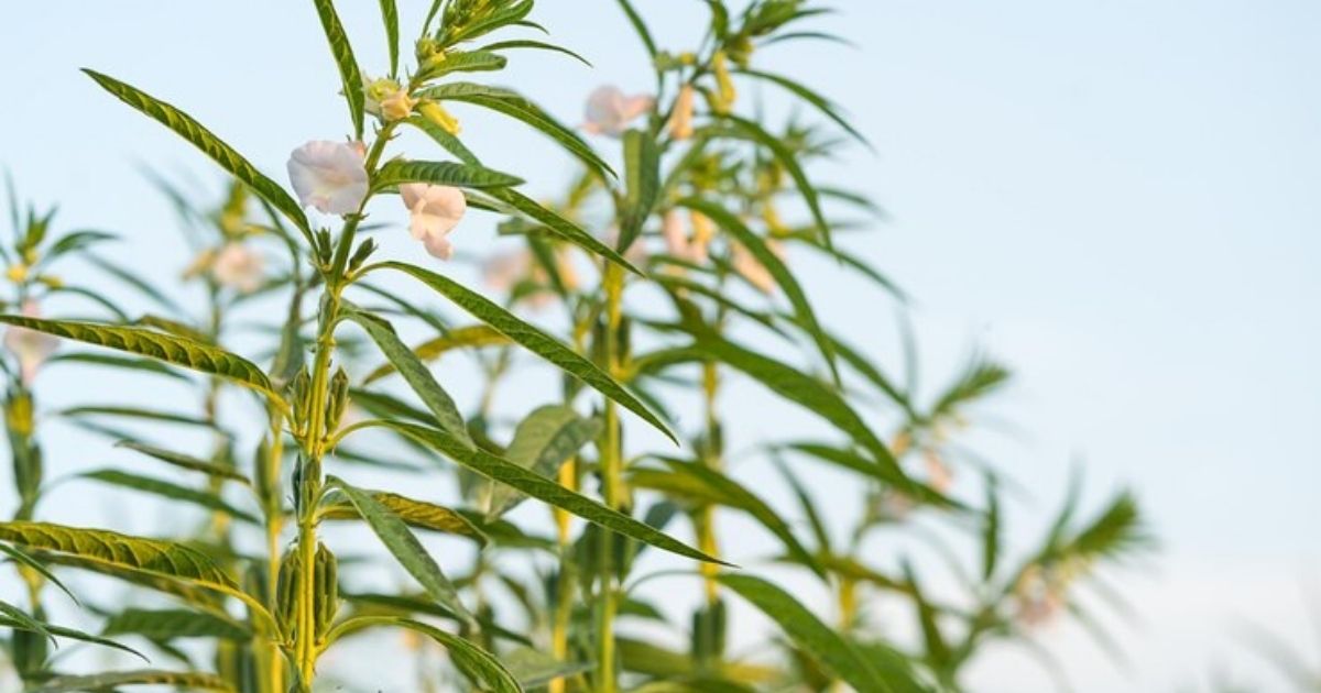 sesame plant